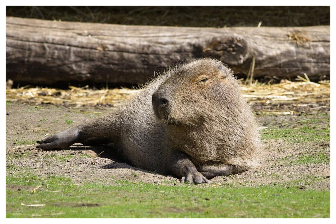 Blackpool Zoo
